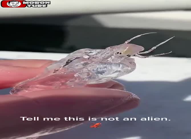 Video :An odd translucent monster is discovered by a fisherman!